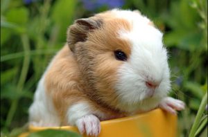 cavia